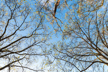 Yellow and green leaves are on branches under blue sky