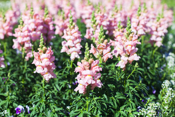 Antirrhinum flowers commonly known as dragon flowers or snapdragons