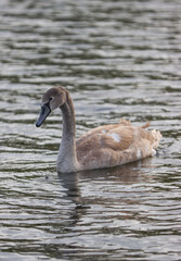 Obraz premium A young swan swims on the lake.