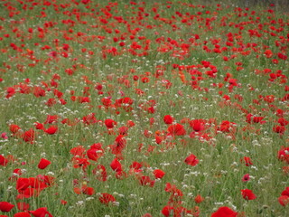 Red Poppies in Country Field