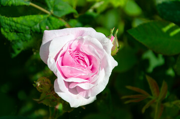 A bud of a pink blossoming rose hips in the garden against a background of green leaves out of focus.