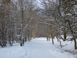 Winter scenery with snowy forest path, Gdańsk, Poland