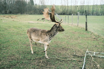 Wildtiere in Gefangenschaft 