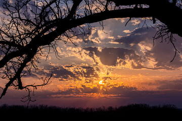 A colorful sunset framed by oak tree branches.
