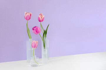 Fuchsia colored tulips in mate glass vases on violet background. Simple home decor idea with bud vases. On trend floral arrangement. Easter template, springtime, women's day, mother's day. Banner size