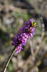 Branch with flowers of Daphne mezereum photographed in nature