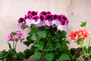 Beautiful geraniums in pots.