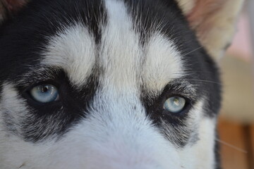 husky portrait eyes