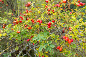 The red berries of wild rose hips. Medicinal berries. Wild rose. Hip bush.