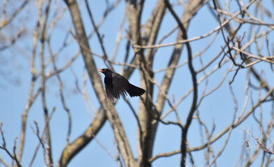 Blackbird Flying
