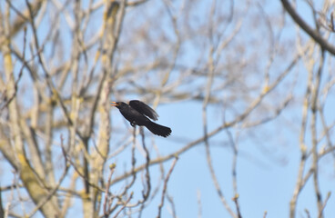 Blackbird in Flight
