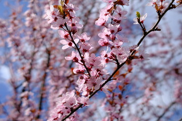 Nahaufnahme von rosa Kirschblüten