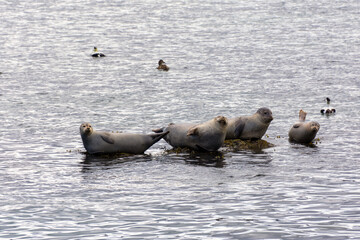 seals and ducks relaxing in a wildlife sanctuary on Vigur island in Iceland in the summer season