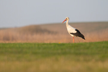 White stork in the sunset light