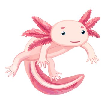 Pink Axolotl On White Background