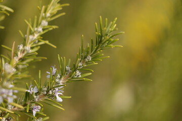 Bunde Frühlingsblüten