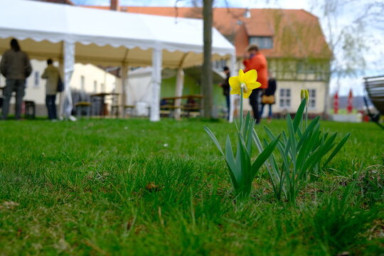 Osterglocken auf einer Wiese im Bürgerpark Wernigerode