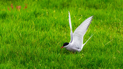 arctic tern on the ground near the nest during summer season in Iceland