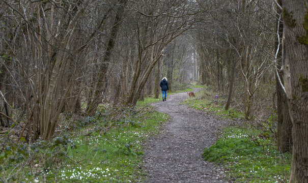 Walking the dog. Forest path with Wood anemone. Grove wildflower. Bos anemoon. Forest. Spring. Rheebruggen Uffelte Drenthe Netherlands.