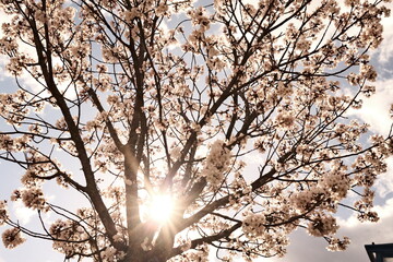 Sonne scheint durch Frühlings Baum 