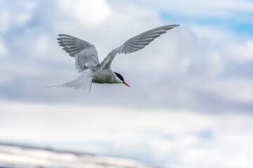 arctic tern flying over the nest during summer season in Iceland