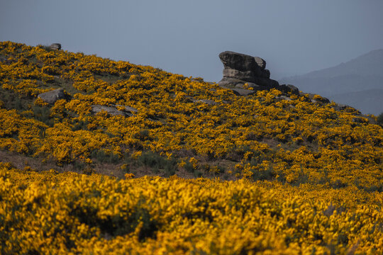 pedra na colina na serra com tojo
