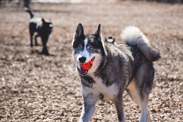 Husky dog carrying red ball toy in his mouth at an off leash dog park