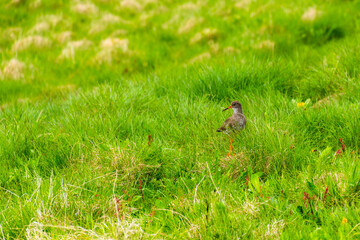 arctic bird hidden in the greass in the nature retreat on Vigur island, Iceland, during summer season