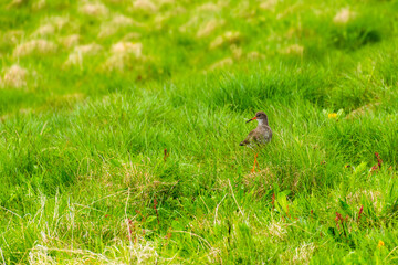 arctic bird hidden in the greass in the nature retreat on Vigur island, Iceland, during summer season