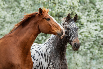 Two lovely horses standing together in summer. Knabstrupper and trakehner breed horses.