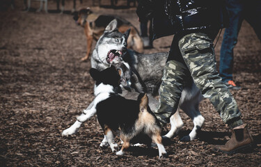 Angry aggressive dog at an off leash dog park showing teeth at another dog