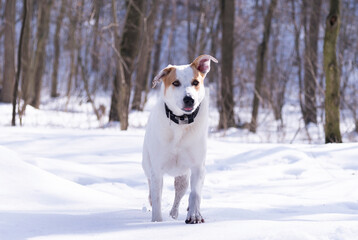 dog outdoors in winter in the forest on a sunny day
