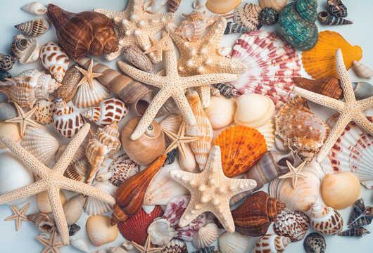 A pile of different shells and starfish mixed on a light background.