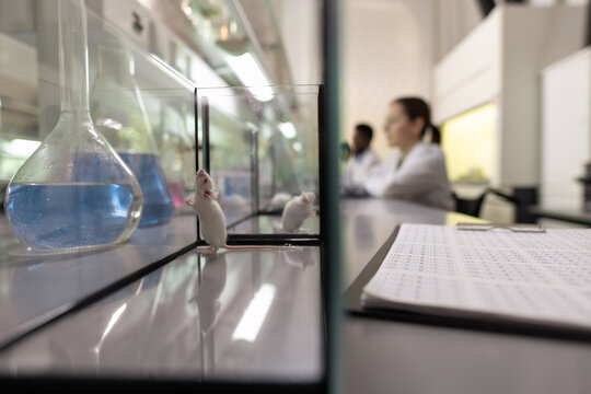Image of little mouse in glass container on the table preparing for experiment in the laboratory