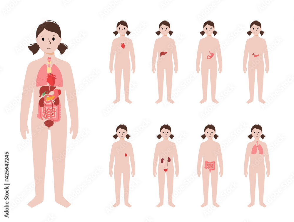 Sticker Internal organs in female body