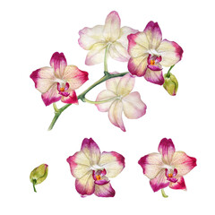 Watercolor orchid set 