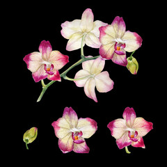 Set of pink watercolor orchid flowers isolated on black