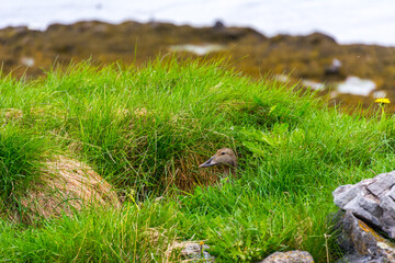duck hidden in the tundra grass incubating during summer season in Iceland