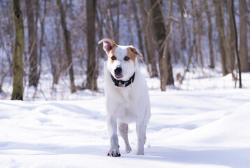 
dog outdoors in winter in the forest on a sunny day