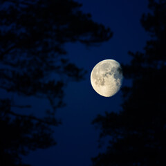 Un beau skyscape avec une lune dans le ciel sombre. Paysage de printemps avant l& 39 aube avec la lune. Nuits de printemps en Europe du Nord.