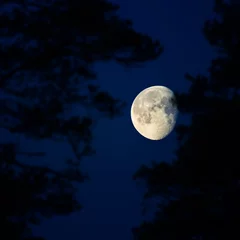 Papier Peint photo autocollant Pleine Lune arbre Un beau skyscape avec une lune dans le ciel sombre. Paysage de printemps avant l& 39 aube avec la lune. Nuits de printemps en Europe du Nord.