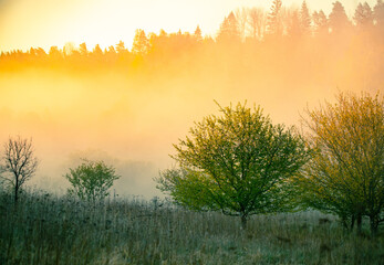 Plakat A beautiful misty morning in the river valley. A springtime sunrise with fog at the banks of the river over trees. Spring landscape in Northern Europe with mist and trees.