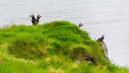 puffins on the water edge nesting during summer season in Iceland
