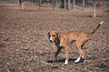 Dog that looks like Azawakh breed running at an off leash dog park