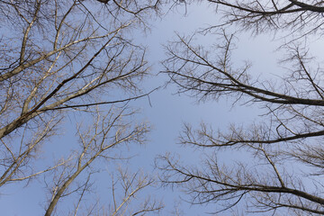 branches of tall trees without leaves against the clear sky. selective focus.High quality photo