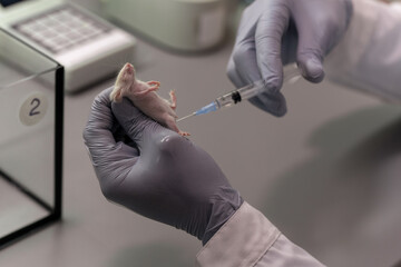 Close-up of scientist in protective gloves holding little mouse in his hands and making an...