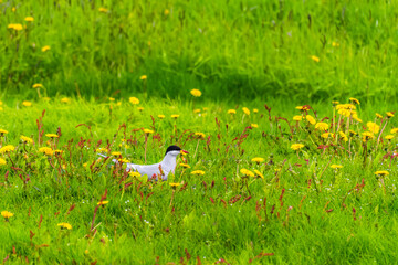 arctic tern on the ground near the nest during summer season in Iceland