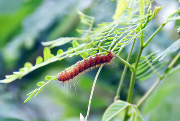 caterpillar on a branch