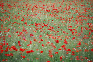 Red Poppy Field in Spring