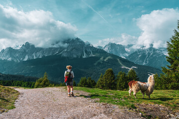 Fototapeta na wymiar Backpacker and llamas on hiking trails in the Dolomites, Italy.